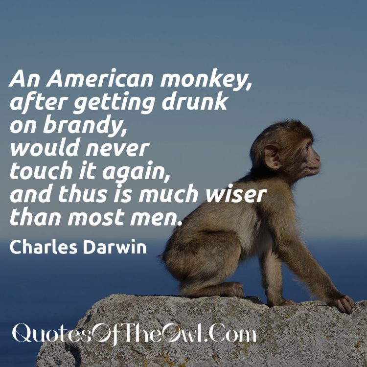 An American monkey after getting drunk on brandy, would never touch it again and thus is much wiser than most men - Charles Darwin