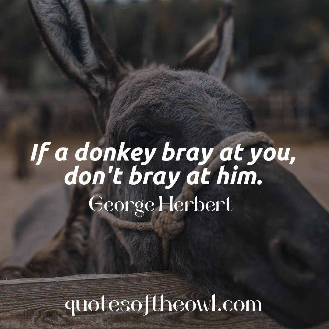If a donkey bray at you, don’t bray at him – George Herbert
