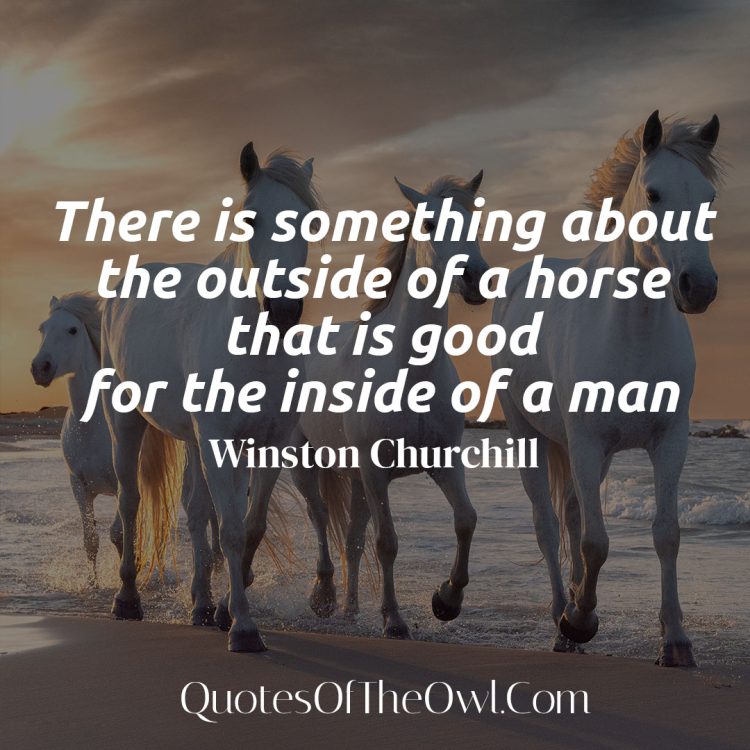 There is something about the outside of a horse that is good for the inside of a man - Winston Churchill