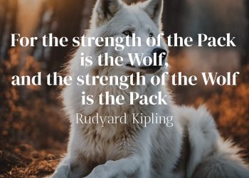 For the strength of the Pack is the Wolf and the strength of the Wolf is the Pack - Rudyard Kipling
